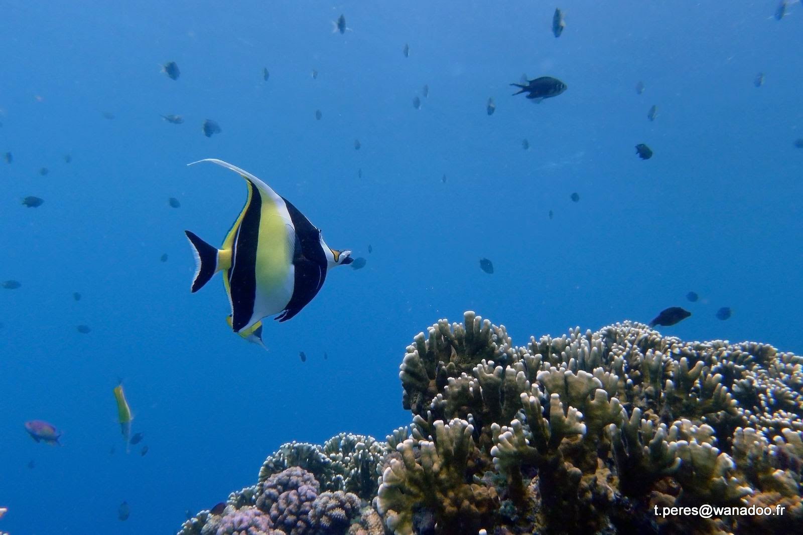 poisson trompette 1