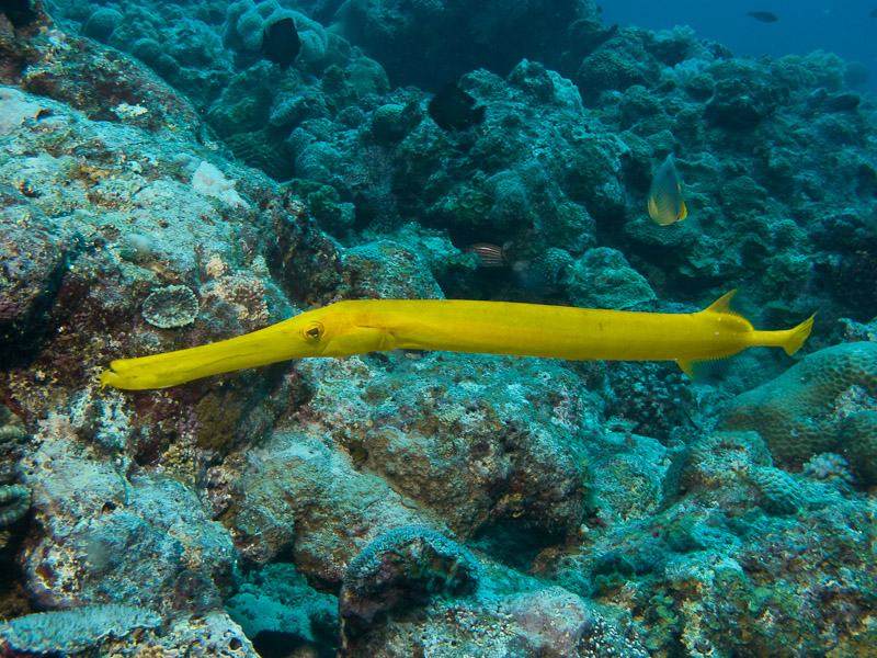 poisson trompette 1